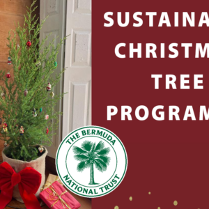 Cedar Christmas Tree - Members Fee