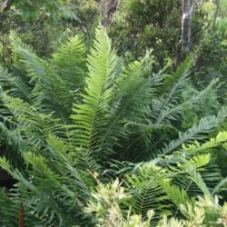 Paget Marsh Ferns
