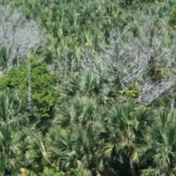 Paget Marsh Palmetto Forest