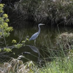 Spittal Pond