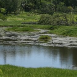 Spittal Pond 1