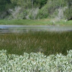 Spittal Pond 12
