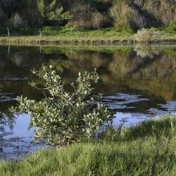 Spittal Pond1