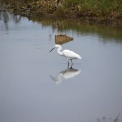 Spittal Pond11