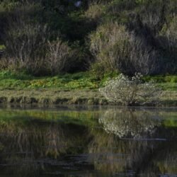 Spittal Pond6