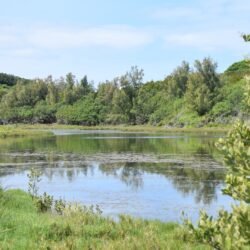 Spittal Pond9