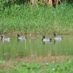Warwick Pond Ducks 3